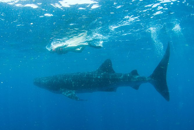 Whale Sharks Small-Group Tour in Cancun and Riviera Maya - Packing Checklist: Sunscreen Rules, Seasickness, and Phone Tips