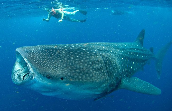 Whale Sharks Small-Group Tour in Cancun and Riviera Maya - Hotel Pickup and the 8-Hour Day Reality