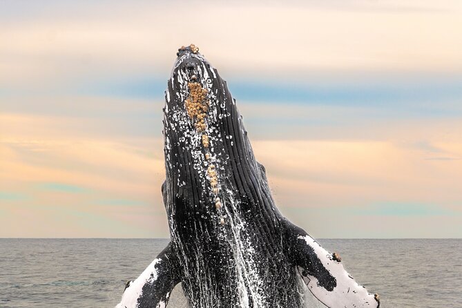 Whale Tour, Arch, Professional Photos & Hydrophone - Key things I’d circle before you go