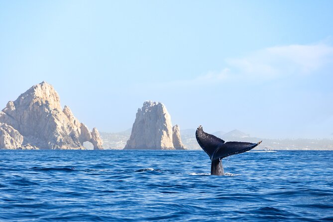 Whale Tour, Arch, Professional Photos & Hydrophone - Hydrophone moments: when you hear what you’re seeing