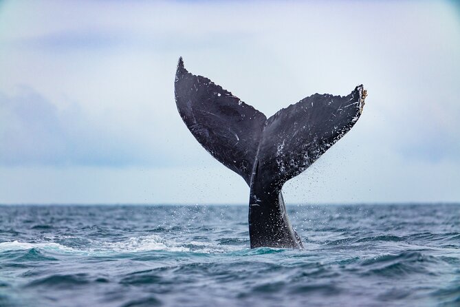 Whale Tour, Arch, Professional Photos & Hydrophone - Professional photos included: how to make them worth it
