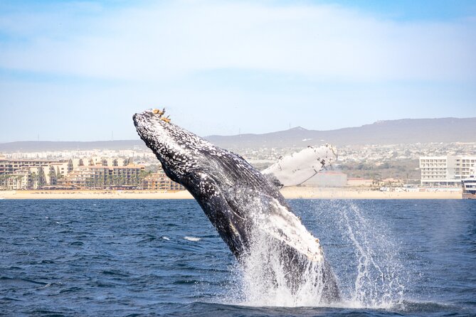 Whale Tour, Arch, Professional Photos & Hydrophone - Gear and comfort: life jackets, no bottled water, and how to prepare