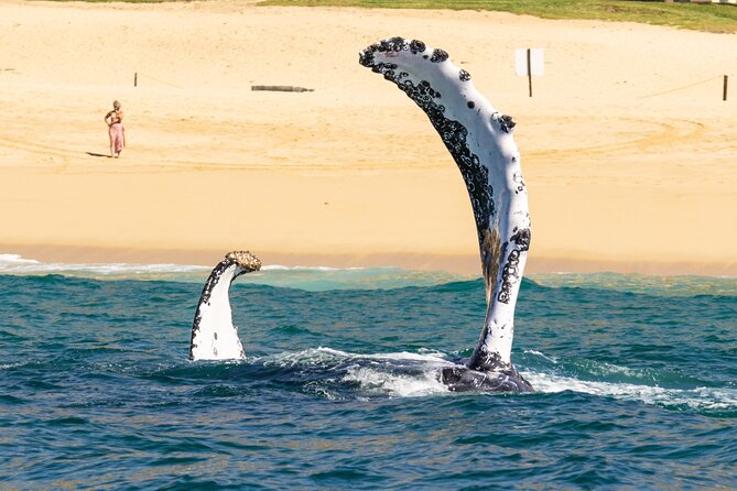 Whale Tour, Arch, Professional Photos & Hydrophone - Who should book this Cabo whale-and-Arch combo