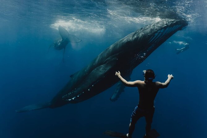 Whale Tour - Observe and swim with whales - Key things that make this whale tour worth it