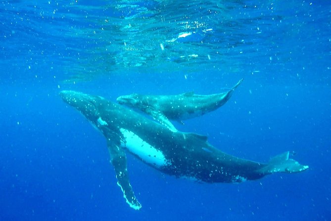 Whale Tour - Observe and swim with whales - Moorea humpback season: what you’re really paying for