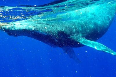 Whale Tour - Observe and swim with whales - The 4-hour flow: what your day looks like from start to finish
