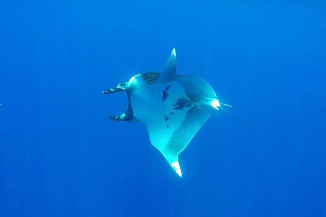 Whale Tour - Observe and swim with whales - Stop 2 in the lagoon: stingrays and reef sharks snorkeling