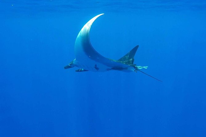 Whale Tour - Observe and swim with whales - Pickup, equipment, and what you’ll carry (so you don’t end up annoyed)