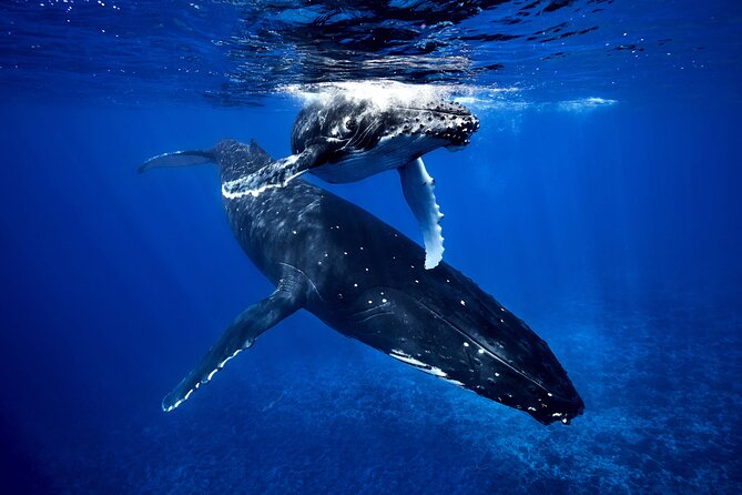 WHALE TOUR - Watching and Swimming with Whales - Key highlights worth planning for