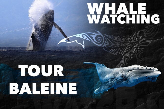 WHALE TOUR - Watching and Swimming with Whales - Moorea start point: a small-boat day with clear expectations