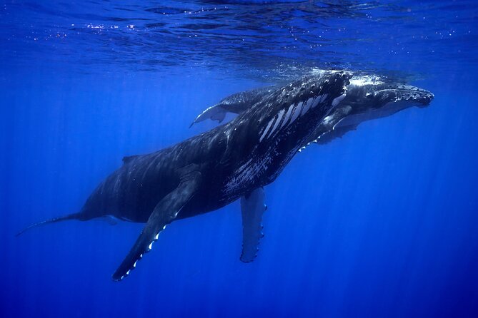 WHALE TOUR - Watching and Swimming with Whales - Swimming with humpbacks: what you’re signing up for