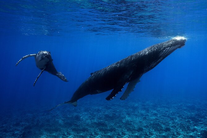WHALE TOUR - Watching and Swimming with Whales - Boat ride realities: open-air means you’ll feel the weather