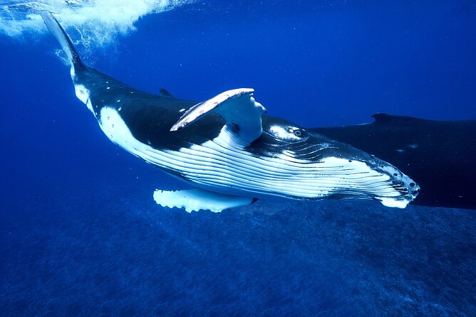 WHALE TOUR - Watching and Swimming with Whales - Timing, whale sightings, and why in-water time varies