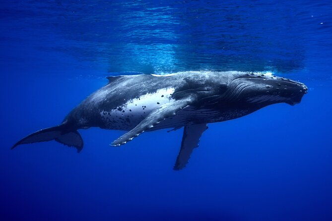 WHALE TOUR - Watching and Swimming with Whales - What you’ll feel during the swim: excitement meets discipline