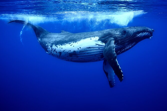 WHALE TOUR - Watching and Swimming with Whales - The price question: is $327.95 worth it?