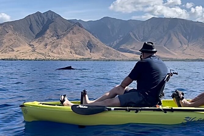 Whale Watch and Scenic Tour from Kayak - Key things to know before you go