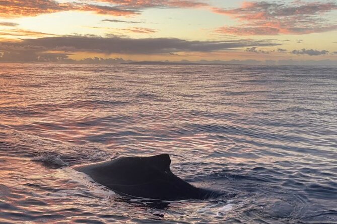 Whale Watch and Scenic Tour from Kayak - Scenic West Maui cruise when it is not whale season