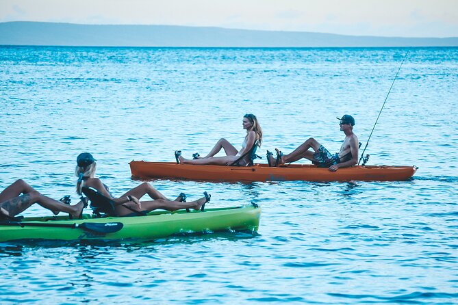 Whale Watch and Scenic Tour from Kayak - Wildlife moments you can watch from your kayak seat
