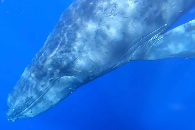Whale Watch and Scenic Tour from Kayak - What you should bring (and what the tour provides)
