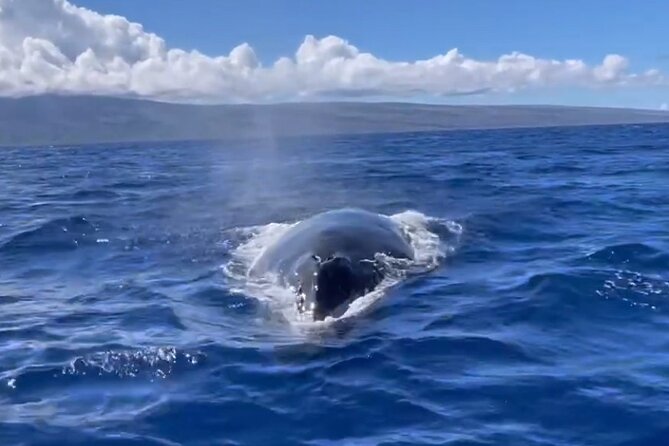 Whale Watch and Scenic Tour from Kayak - Timing and conditions: how to pick the best departure feel