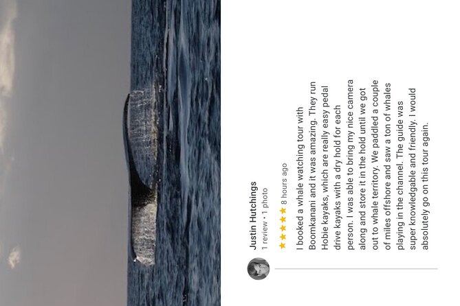 Whale Watch and Scenic Tour from Kayak - Value check: small group size plus reef-smart guiding