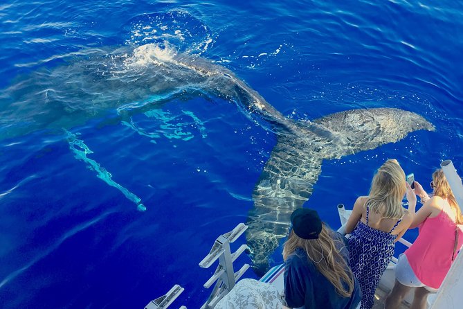 Whale Watch and Turtles Snorkel - Key highlights worth circling on your Maui map