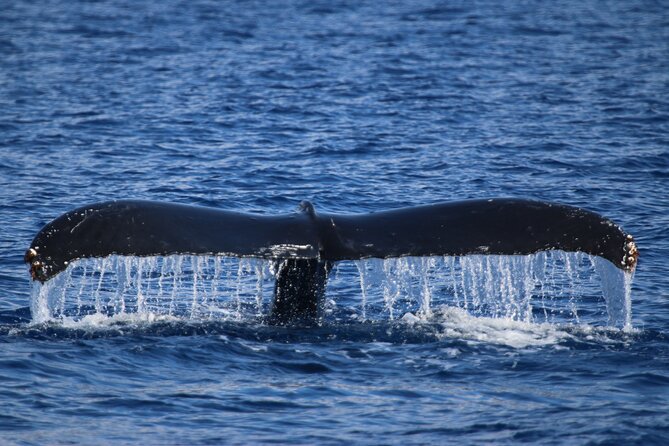 Whale Watch and Turtles Snorkel - Setting out from Maalaea Harbor at 2:00 pm