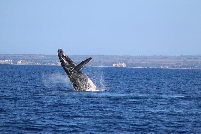 Whale Watch and Turtles Snorkel - BBQ lunch on board and the open bar after snorkeling