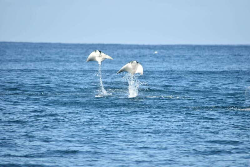 Whale Watch Cabo: Group Whale Watching Tour - FREE photos - Whale Watching Cabo tour basics: price, timing, and what you’re really paying for