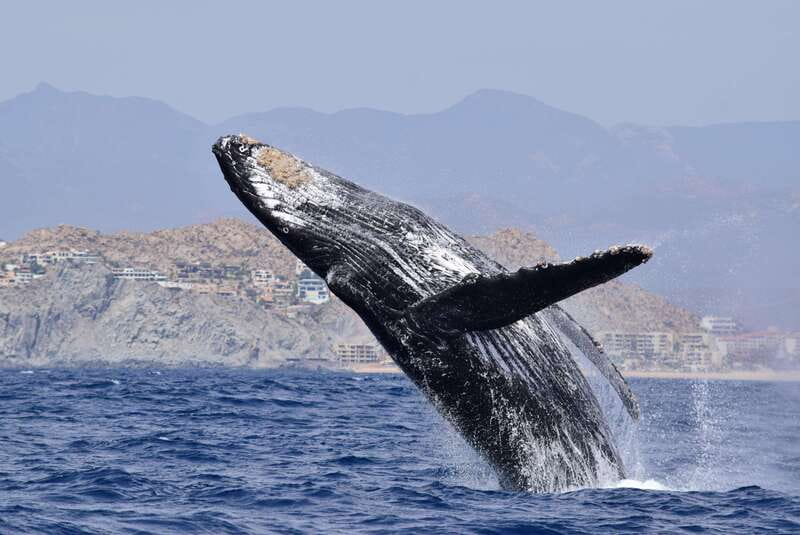Whale Watch Cabo: Group Whale Watching Tour - FREE photos - Your marine biologist guide (Dominique) and the hydrophone moment