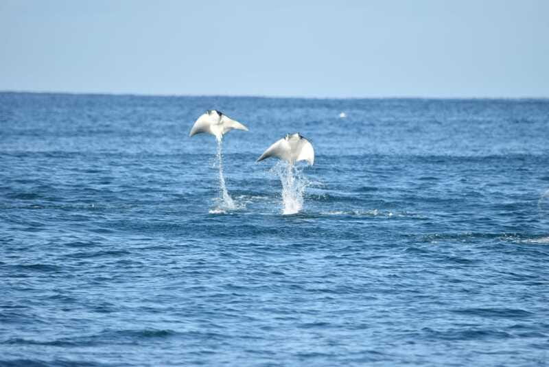 Whale Watch Cabo: Group Whale Watching Tour - FREE photos - What you might spot: humpbacks, dolphins, turtles, mobulas, and more