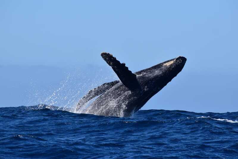 Whale Watch Cabo: Group Whale Watching Tour - FREE photos - Boat comfort on a fast, sun-covered ride (and one honest caution)
