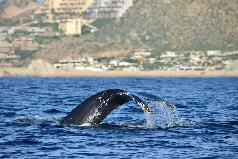 Whale Watch Cabo: Group Whale Watching Tour - FREE photos - What’s included vs. what you’ll handle yourself