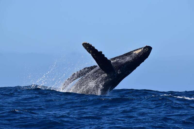 Whale Watch Cabo: Group Whale Watching Tour - FREE photos - Starting out by Pelican Rock, Lovers Beach, and the Arch