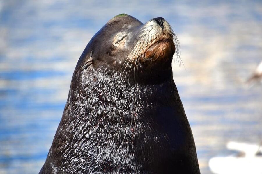 Whale Watch Cabo: Zodiac Whale Adventure - FREE Photos - FAQ