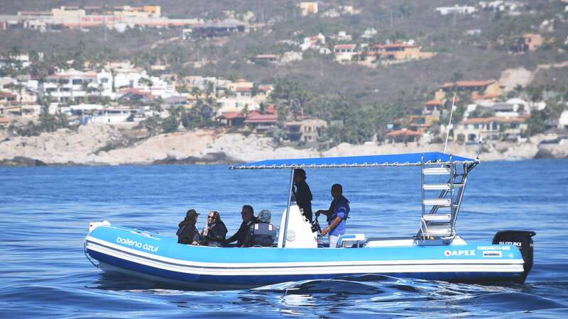 Whale Watch Cabo: Zodiac Whale Adventure - FREE Photos - Entering the Zodiac: why the experience feels personal in Cabo