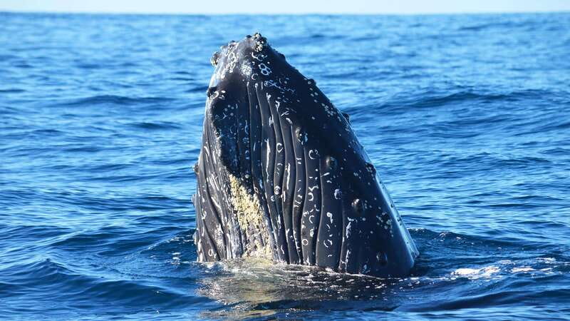 Whale Watch Cabo: Zodiac Whale Adventure - FREE Photos - What you might see in 2.5 hours: humpbacks, dolphins, turtles, and rays