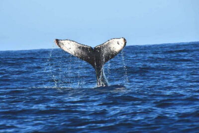 Whale Watch Cabo: Zodiac Whale Adventure - FREE Photos - Route out of the bay: Pelican Rock, Lovers Beach, and the Arch