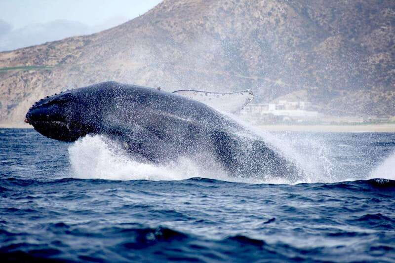 Whale Watch Cabo: Zodiac Whale Adventure - FREE Photos - Hydrophone moments: hearing humpback whale singing when conditions allow