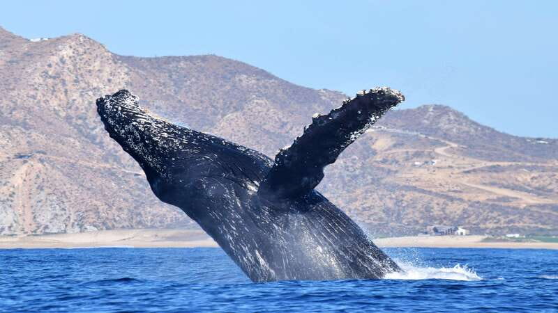 Whale Watch Cabo: Zodiac Whale Adventure - FREE Photos - Price and value: is $122 fair for a Cabo zodiac whale watch?