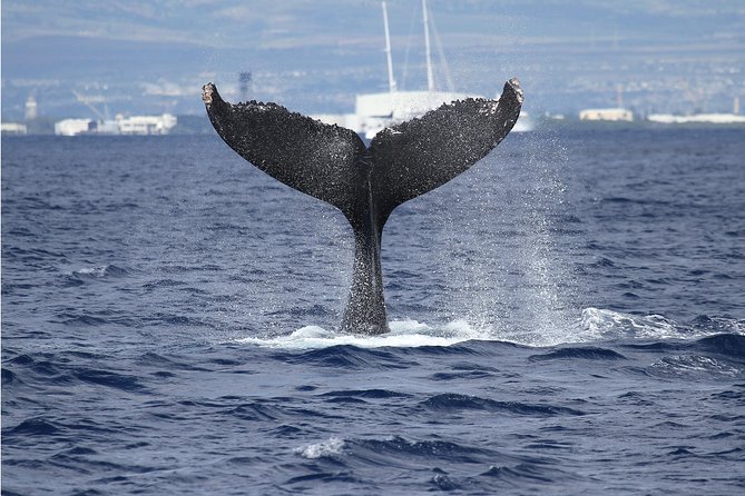 Whale Watch Cruise Aboard The Majestic - Pier 6 to Maunalua Bay: How This Cruise Really Feels