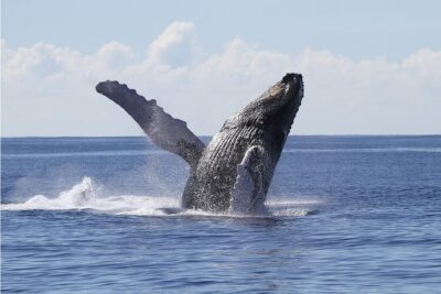 Whale Watch Cruise Aboard The Majestic - Waikiki on the Water: Deck Time You’ll Actually Use