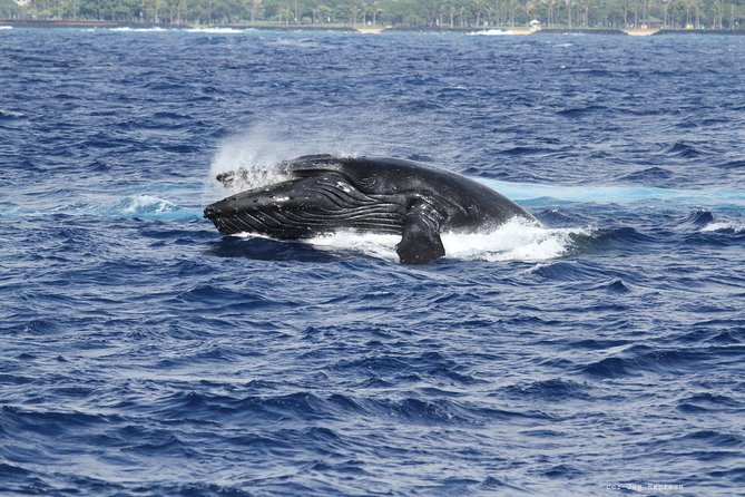 Whale Watch Cruise Aboard The Majestic - Honolulu Skyline at Sunset: The Moment You Remember