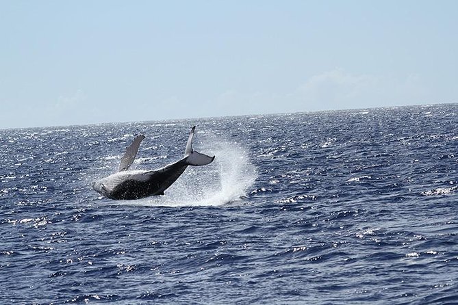 Whale Watch Cruise Aboard The Majestic - The Naturalist on Board: What Makes Whale Watching Click