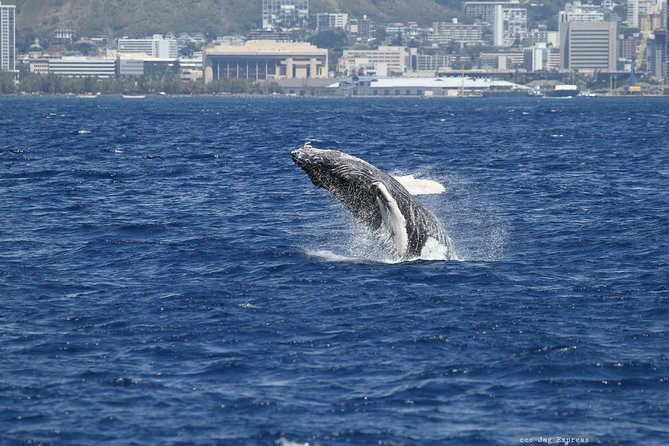 Whale Watch Cruise Aboard The Majestic - Comfort at Sea: Multiple Decks, Indoors When You Need It