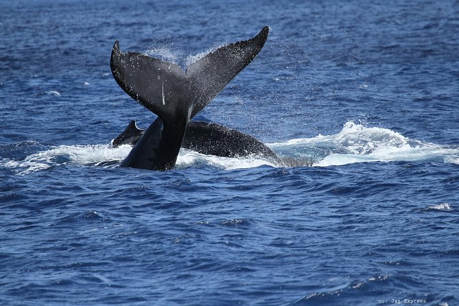 Whale Watch Cruise Aboard The Majestic - What’s Included, What Costs Extra, and Why Price Can Be Fair
