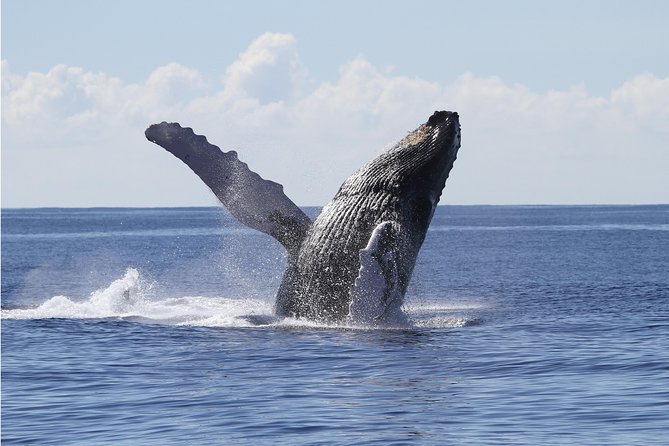 Whale Watch Cruise Aboard The Majestic - Waikiki on the Water: Deck Time You’ll Actually Use