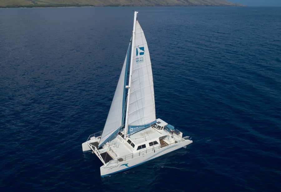 Whale Watch Sail Ma'alaea - Key Things That Make This Whale Watch Special