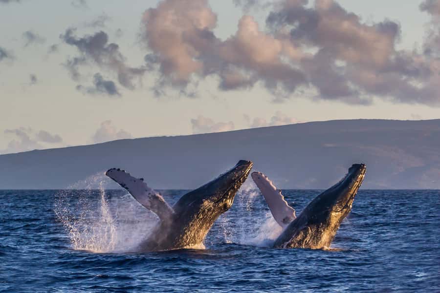 Whale Watch Sail Ma'alaea - Maui Harbor Shops: Where Your Whale Watch Starts