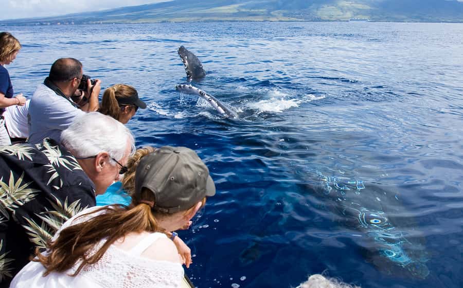 Whale Watch Sail Ma'alaea - The Cruise Timing: What the 90 Minutes (and Two-Hour Whale Watch) Means